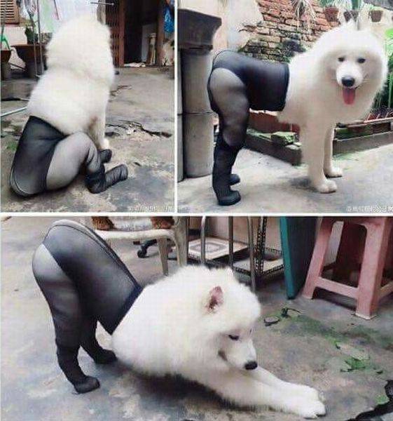 561x600, 52 Kb / собака, колготки, двор, табуретка