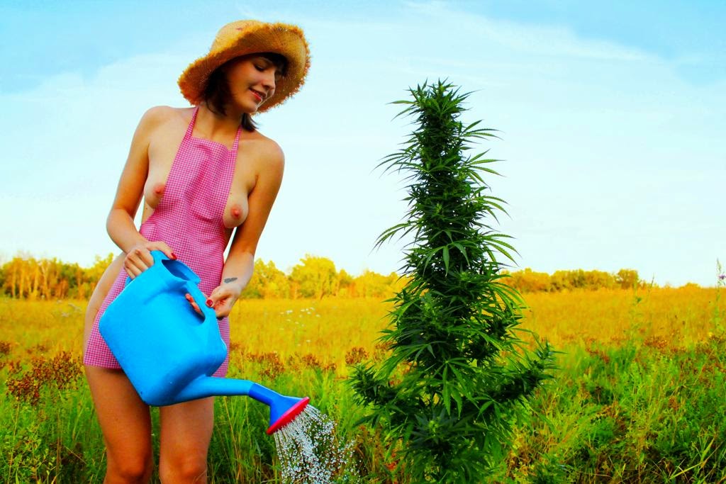 1024x683, 136 Kb / лейка, куст, передник, садоводка, марихуана