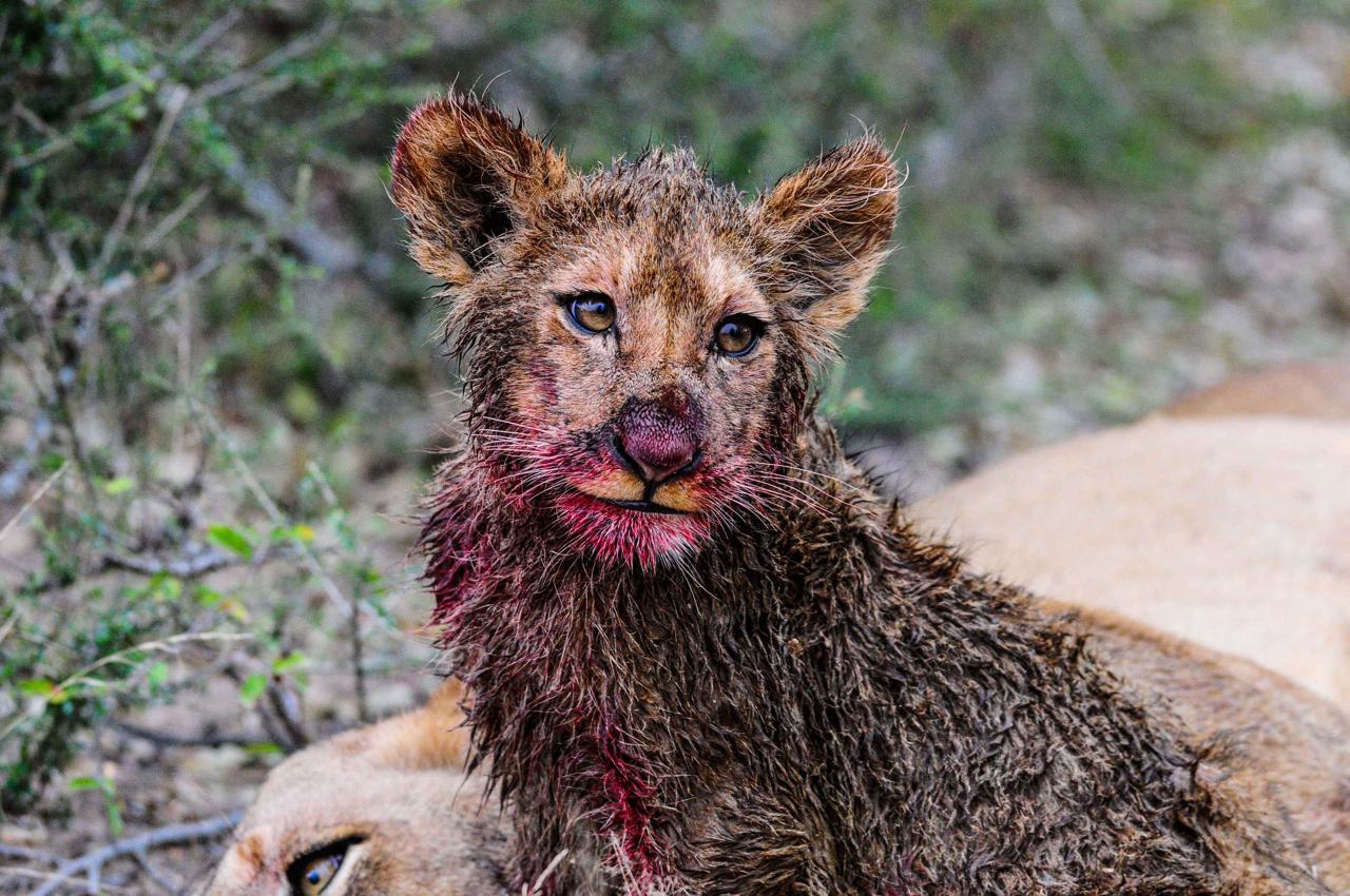 1280x850, 205 Kb / варенье, киса, напроказила, кровь, львица, львенок