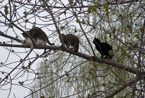 500x337, 69 Kb / кот, март, секс, очередь