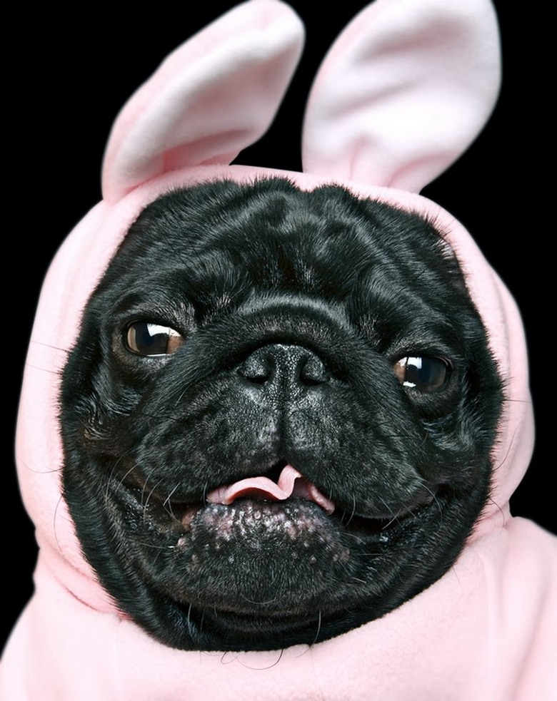 780x983, 179 Kb / мопс, костюм, заяц