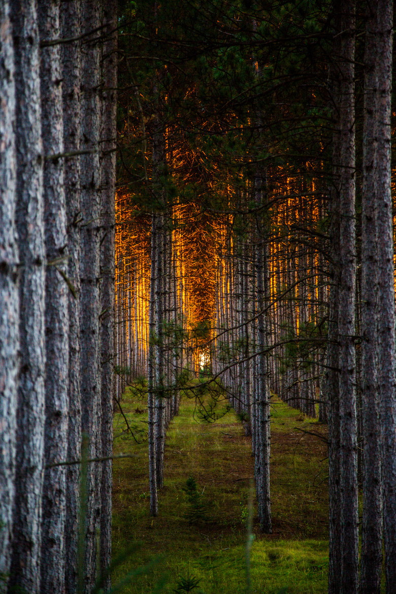 780x1170, 394 Kb / лес, свет