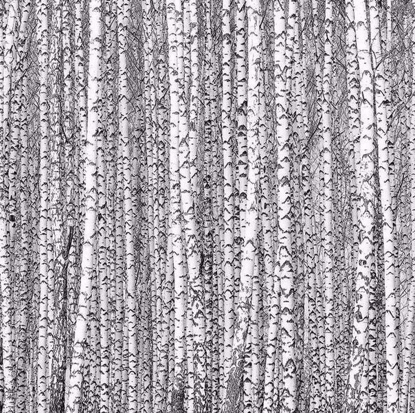 604x601, 180 Kb / берёзки