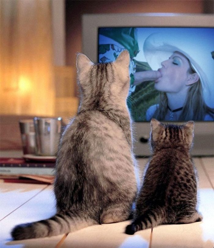 700x811, 85 Kb / телевизор, шляпа, смотрят