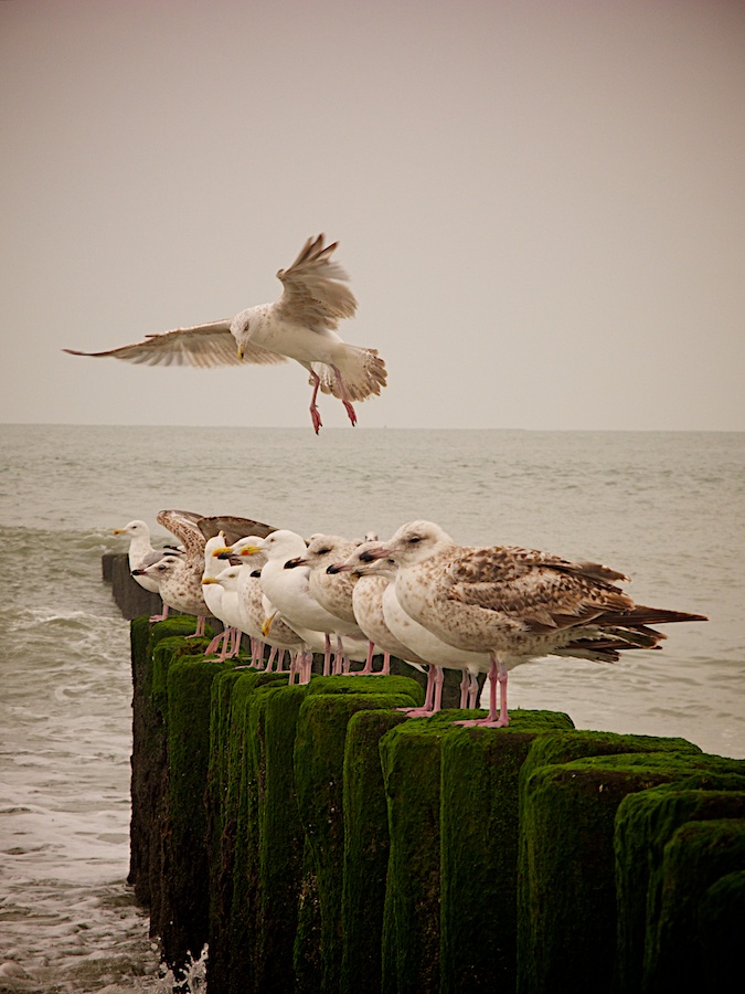 675x900, 189 Kb / чайки, клоны