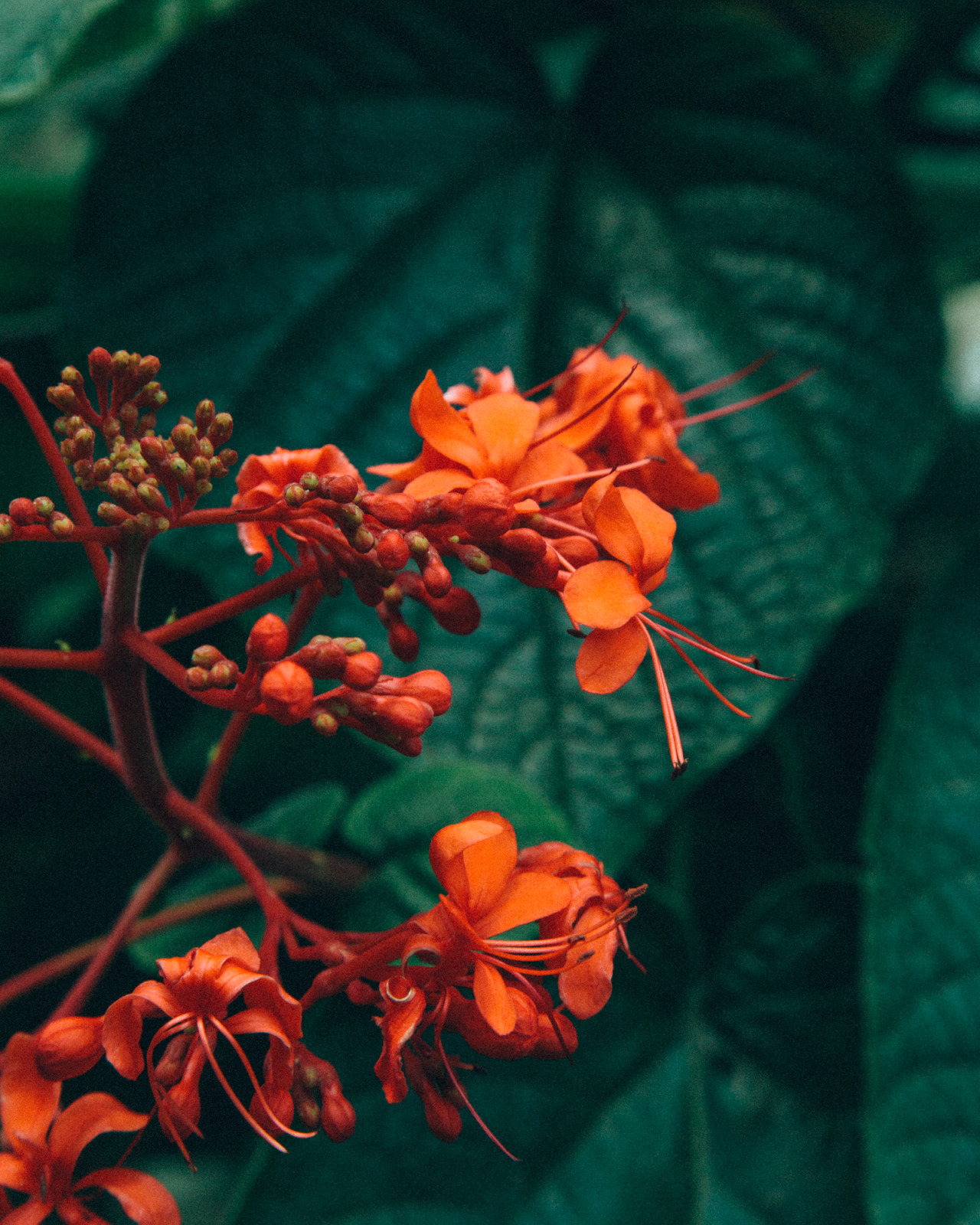 1280x1600, 380 Kb / цветы, оранжевые