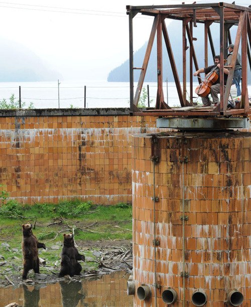 500x613, 94 Kb / виолончель, медведи, концерт, башня, трубы