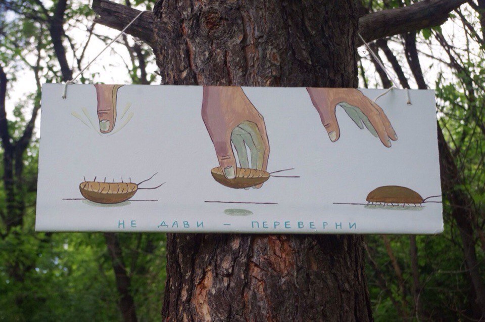 960x637, 137 Kb / жук, рука, дерево