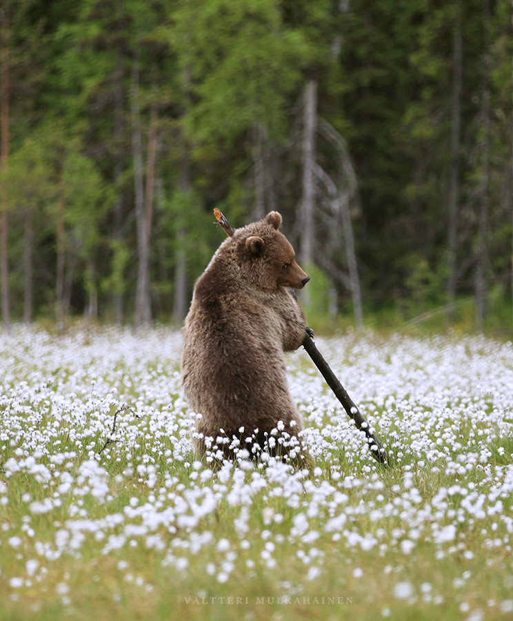 744x900, 217 Kb / медведь, поле, цветы, палка, лес