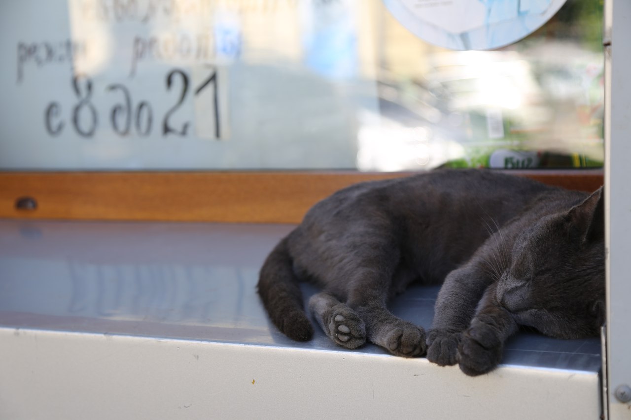 1280x853, 96 Kb / подоконник, кот, черный