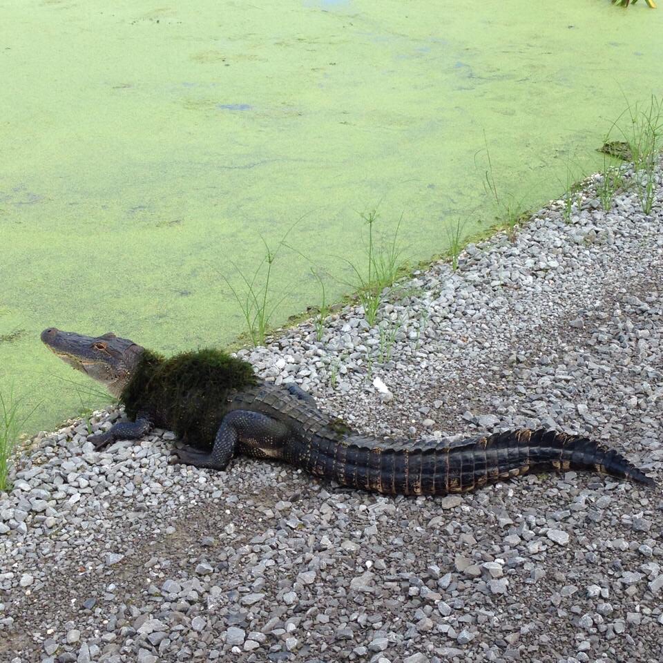 960x960, 289 Kb / крокодил, мох