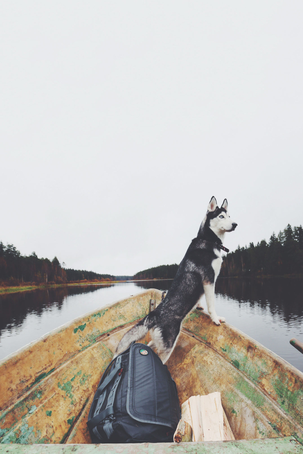 1280x1920, 391 Kb / собака, лодка, река, сумка