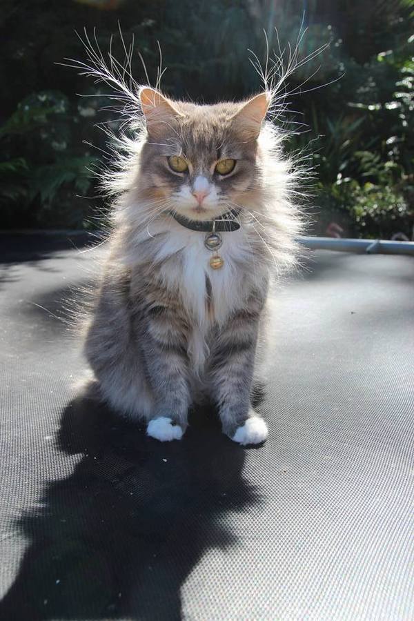 600x900, 81 Kb / котэ, волосы