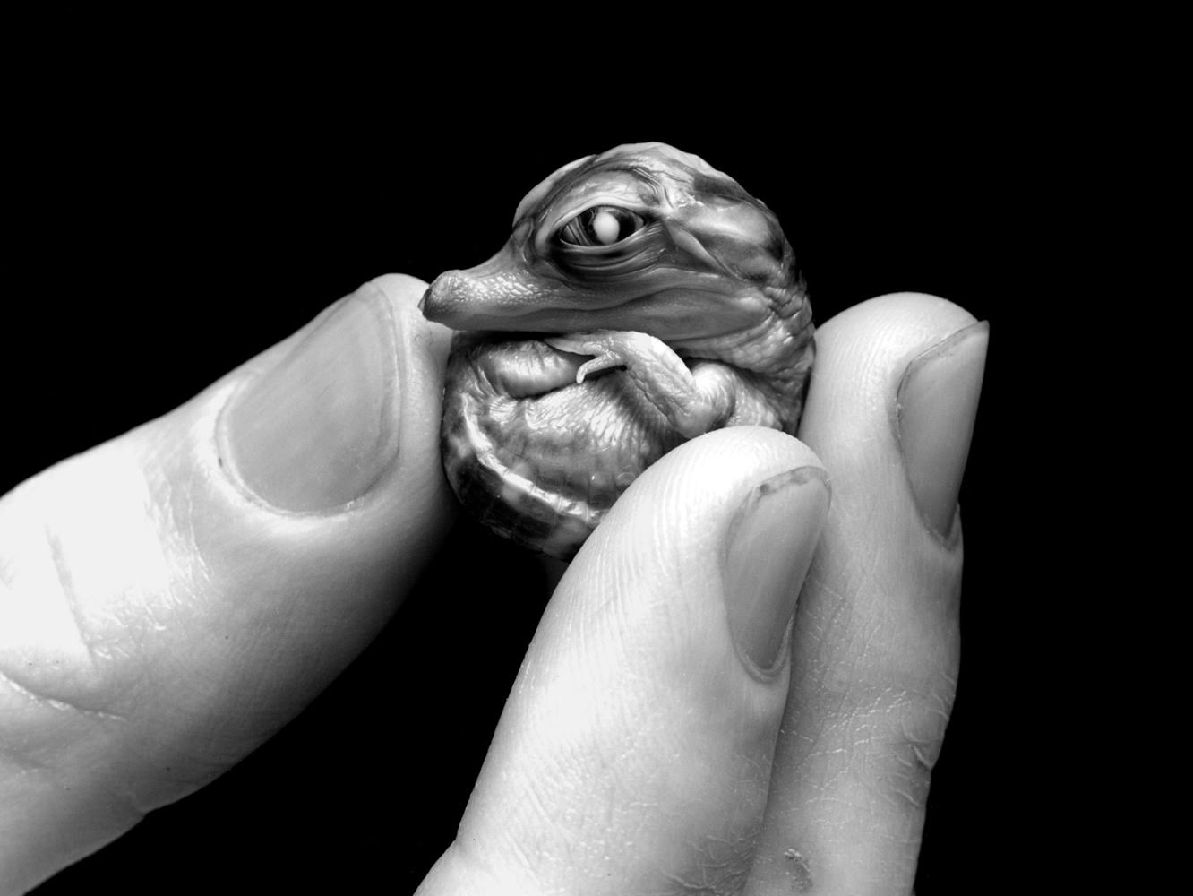 1332x1000, 81 Kb / рука, пальцы, ч/б, крокодильчик