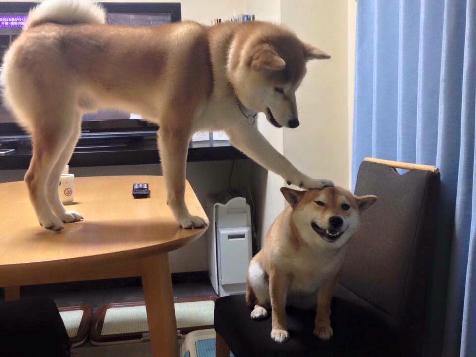 960x720, 56 Kb / собаки, стол