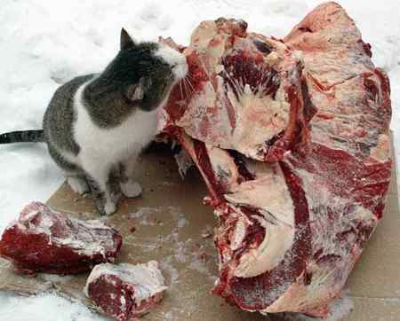 450x362, 18 Kb / кошка, мясо