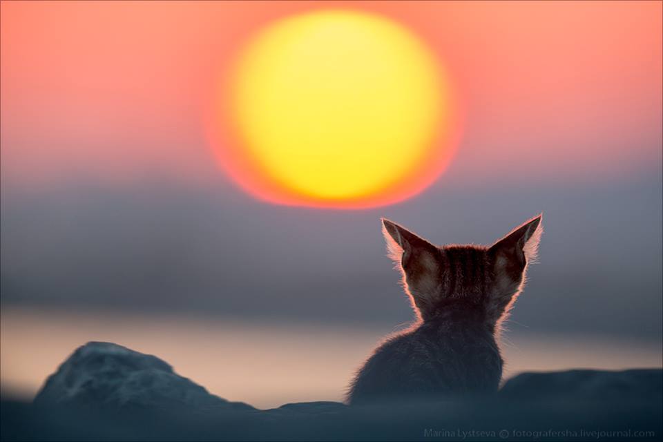 960x640, 28 Kb / солнце, закат, котёнок