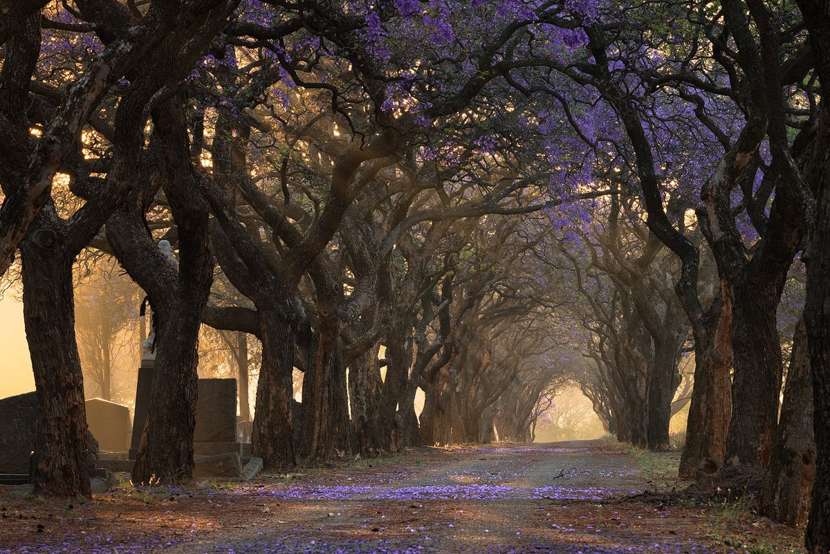 1200x801, 394 Kb / аллея, деревья, парк