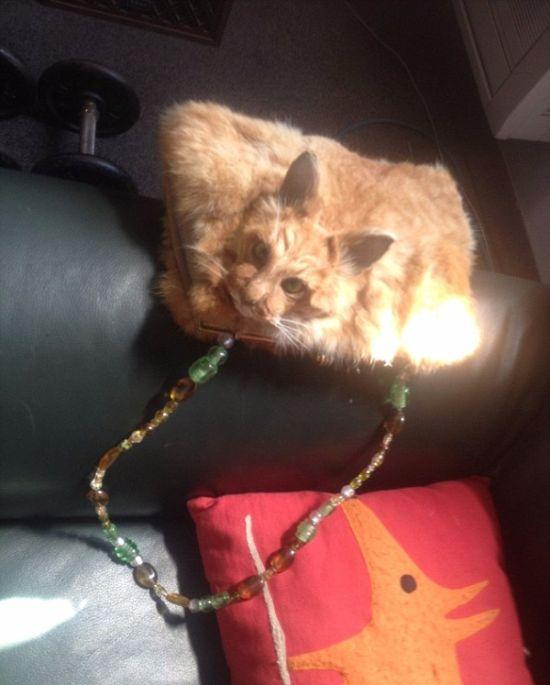 550x685, 40 Kb / сумка, кот, шкура