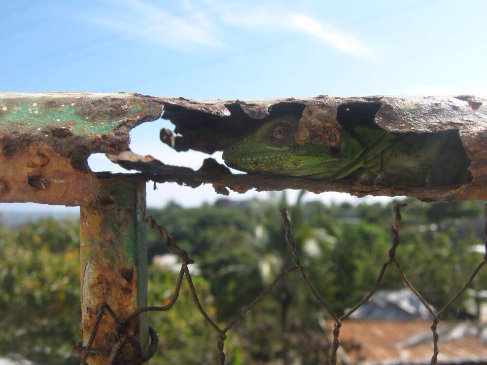 960x720, 125 Kb / рептилия, забор, ящерица, хамелеон