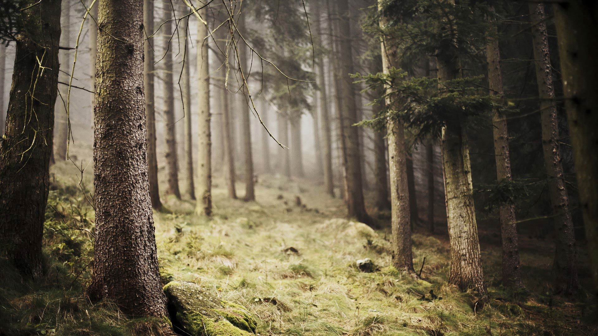 1920x1080, 353 Kb / природа, лес, сосны, ели