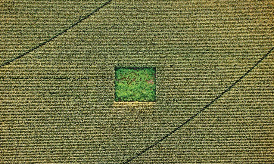 910x545, 276 Kb / кукуруза, поле, конопля