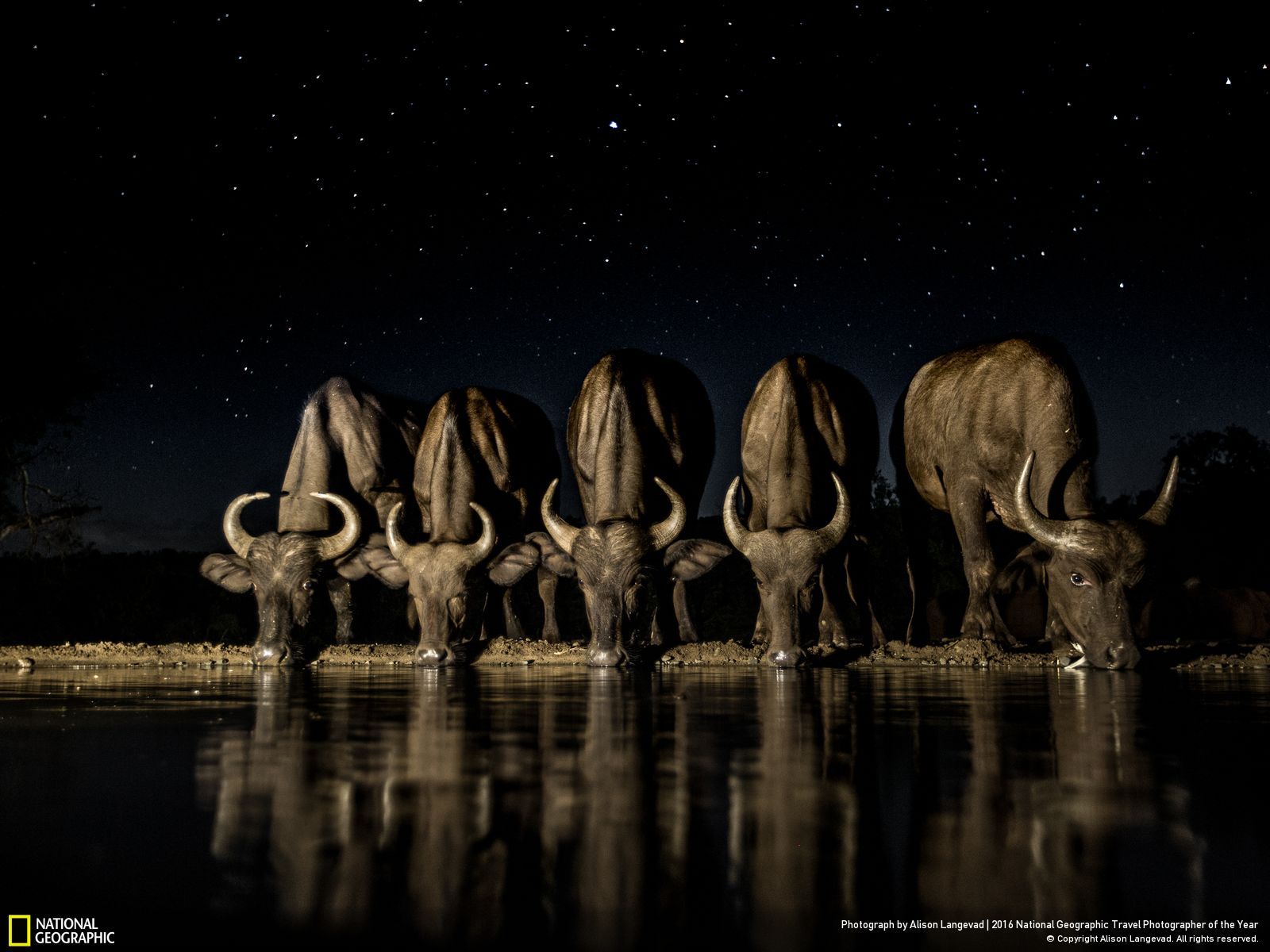 1600x1200, 169 Kb / буйволы, водопой, ночь