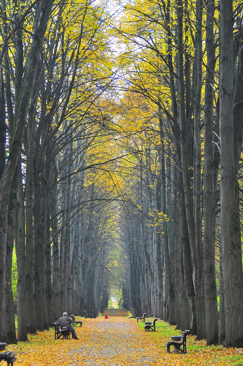 777x1170, 429 Kb / парк, скамейки, минск, осень