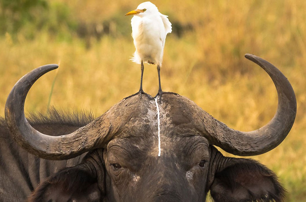 1060x700, 114 Kb / птица, буйвол, говно, неблагодарная