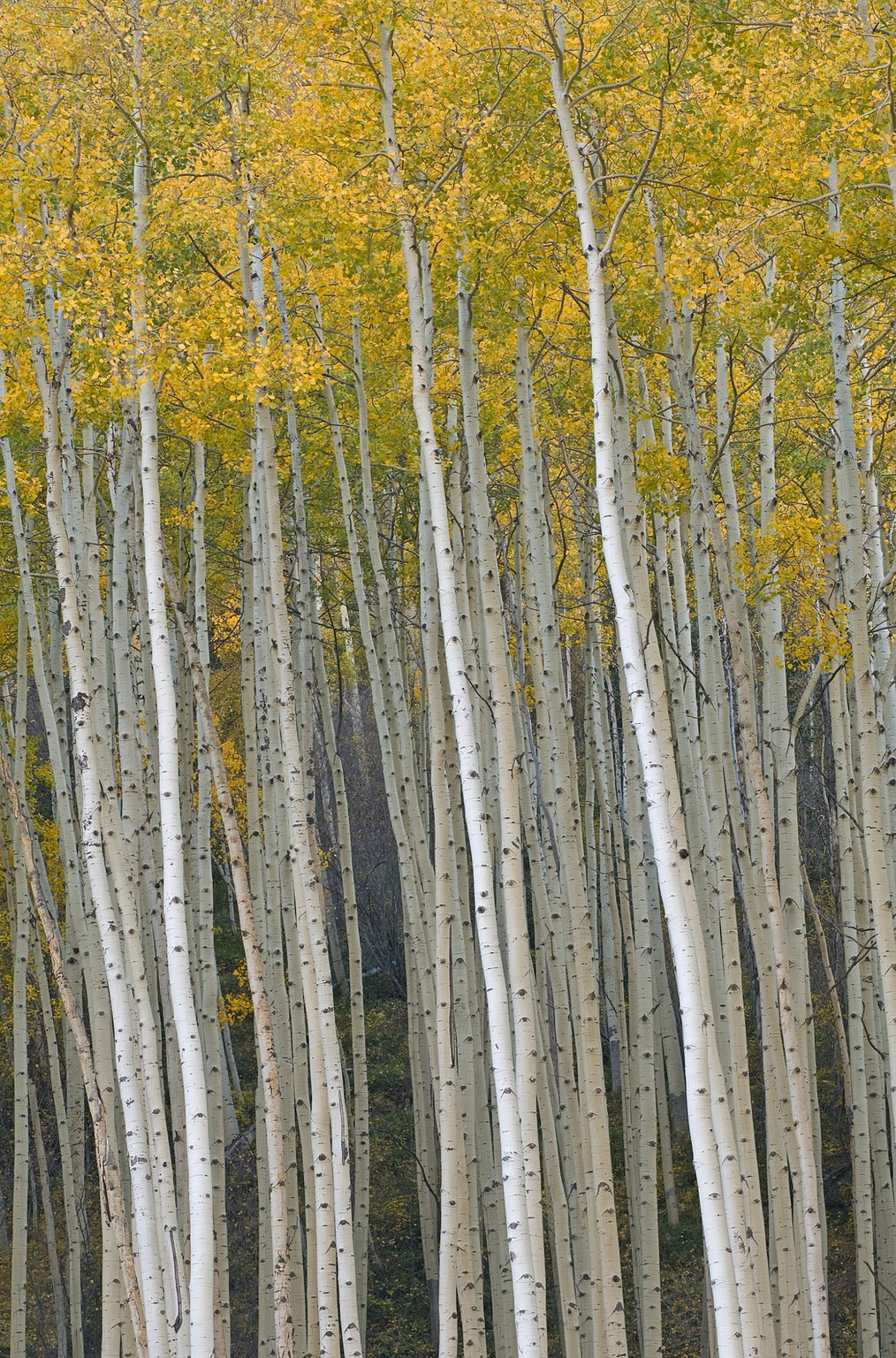 1014x1536, 636 Kb / березы, роща