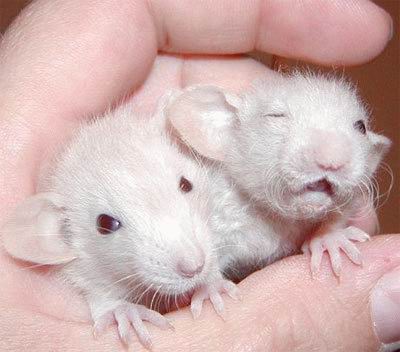 400x352, 23 Kb / мышки