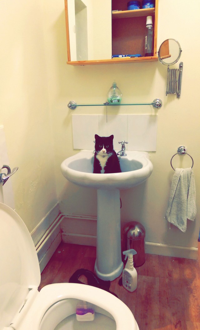 640x1053, 95 Kb / котэ, раковина, толчок