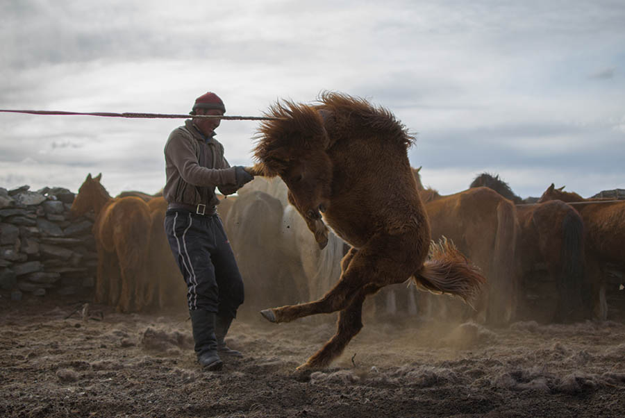 900x602, 84 Kb / монголия, жеребенок