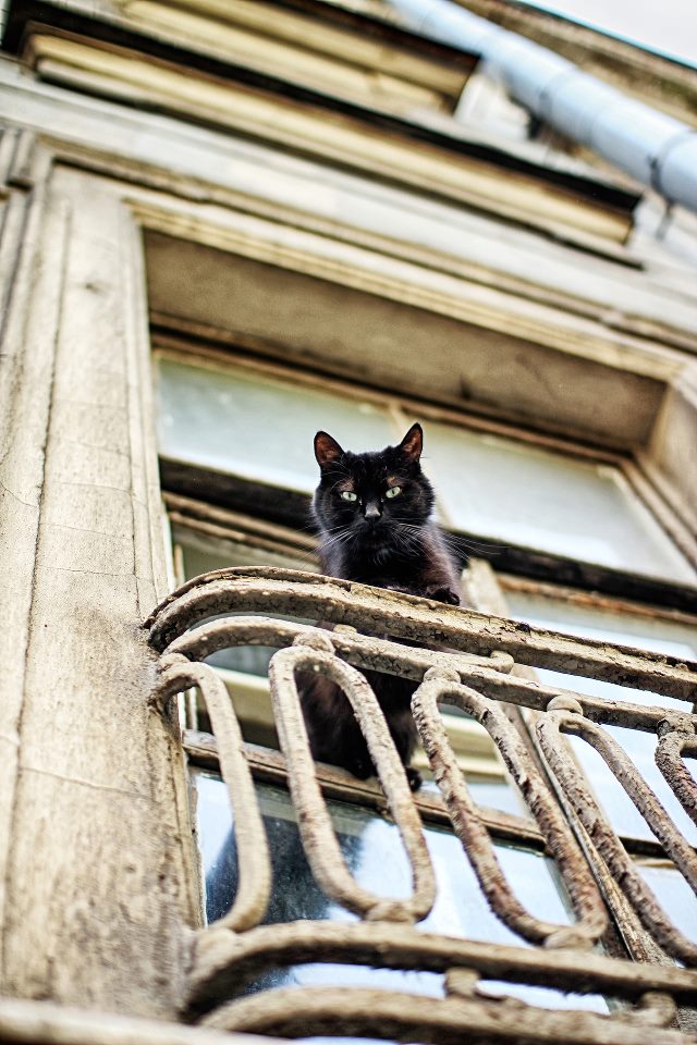640x960, 119 Kb / кот, черный, балкон, окно, форточка