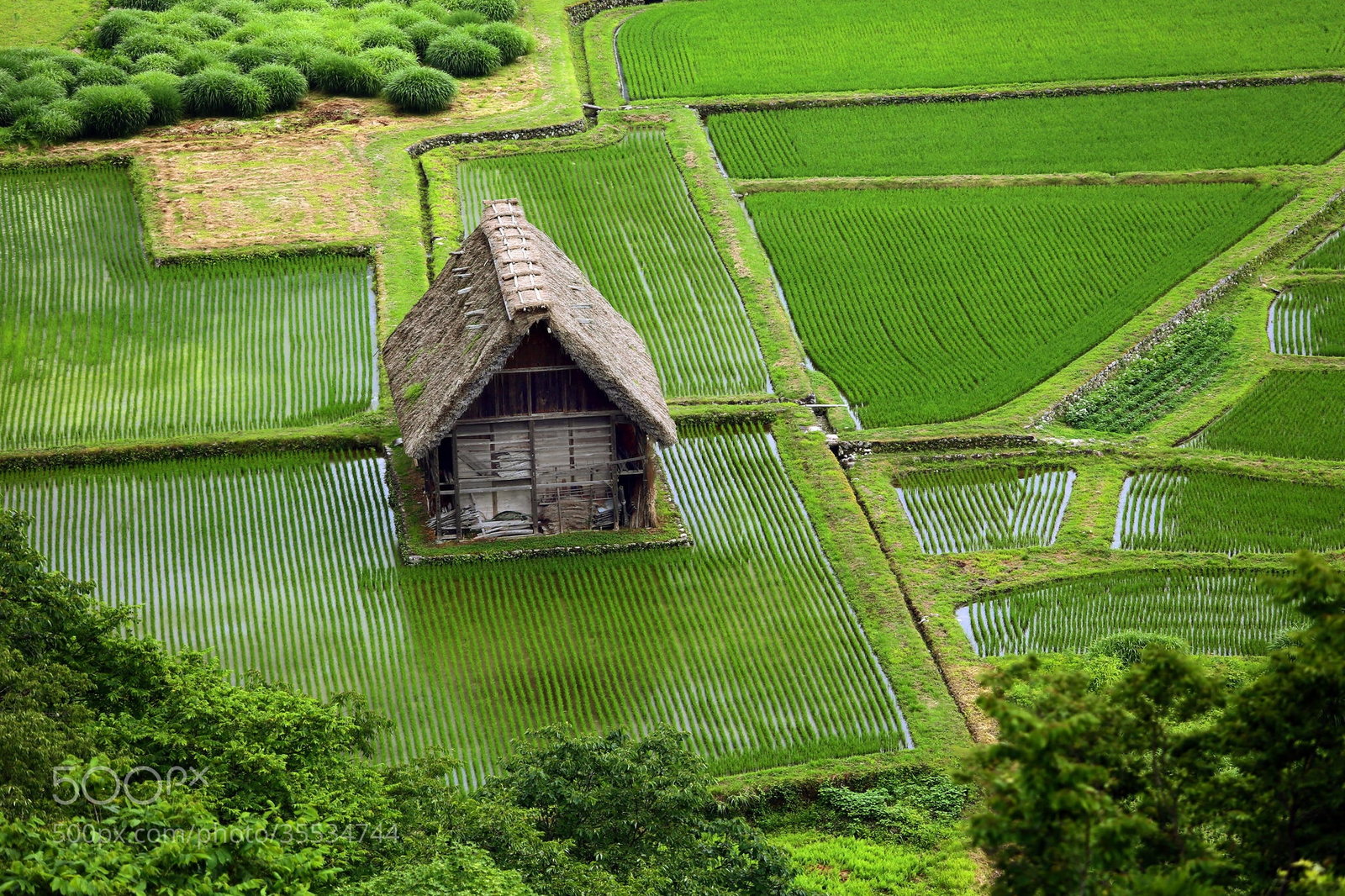 1600x1066, 633 Kb / поле, рис, домик