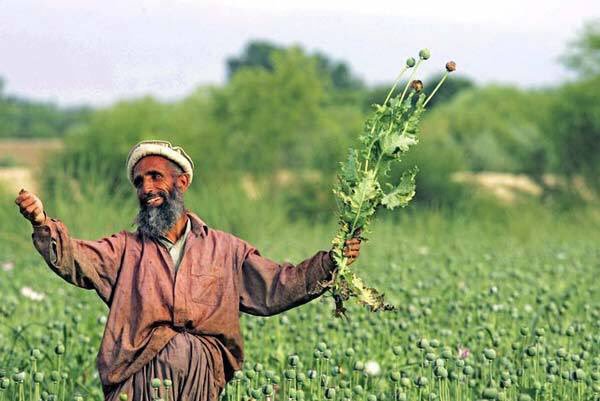 600x401, 45 Kb / Маки, афганец