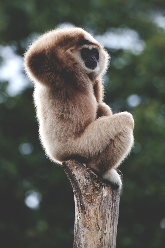 540x810, 287 Kb / обезьяна