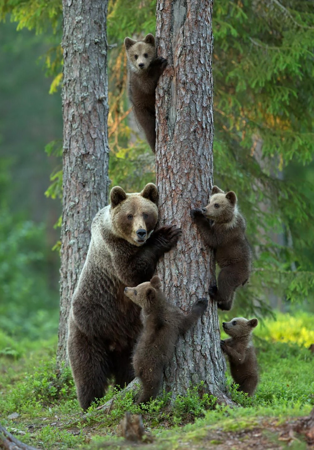 1005x1442, 438 Kb / медведь, сосна, дерево, лес