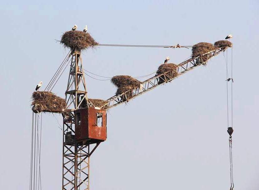 826x607, 35 Kb / гнезда, кран, аисты