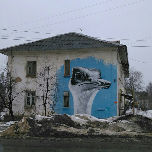 600x600, 67 Kb / страус, граффити, рома