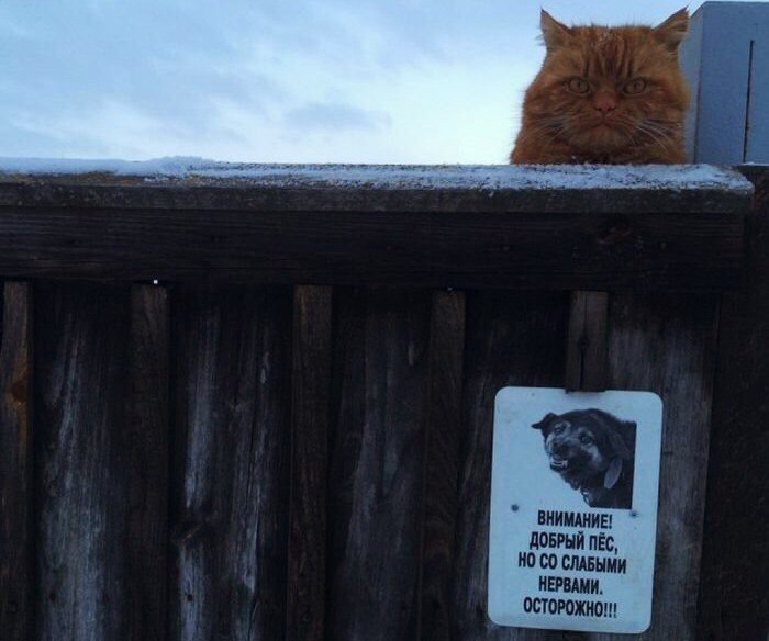 700x584, 60 Kb / котэ, рыжий, забор, табличка