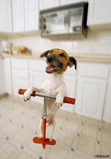 383x550, 19 Kb / пес, прыгалка