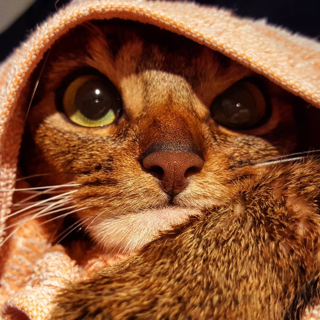 1080x1080, 166 Kb / кот, глаза