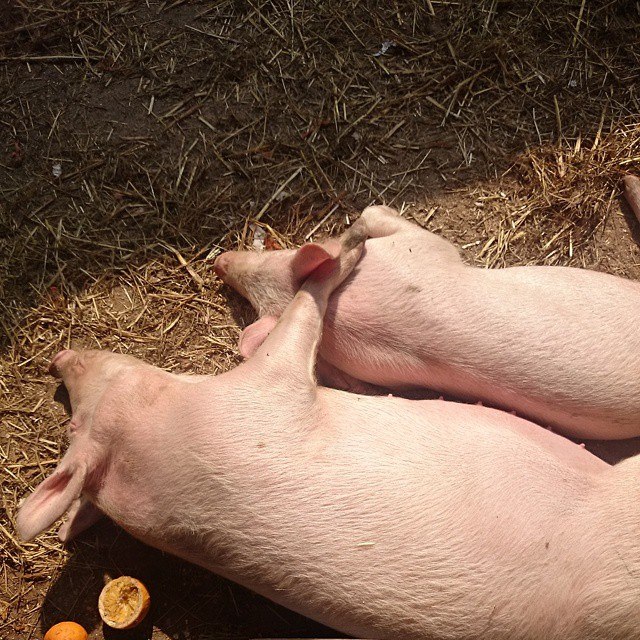 640x640, 156 Kb / свиньи, две, апельсины