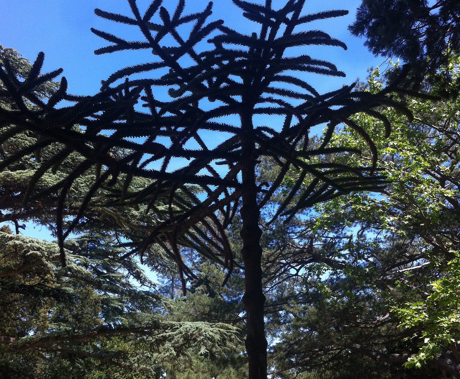 1467x1211, 631 Kb / дерево, листья, пси