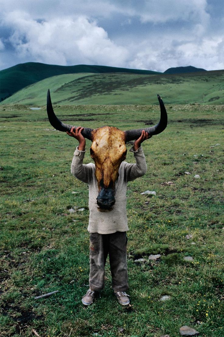 736x1105, 184 Kb / луг, холмы, бык, череп