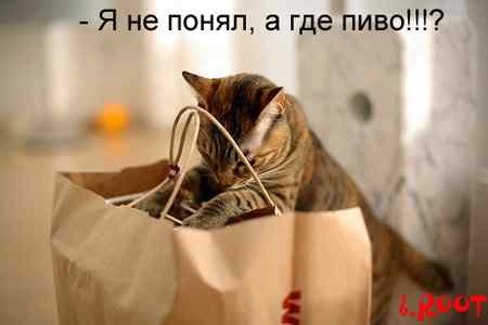 450x300, 9 Kb / кот, пиво