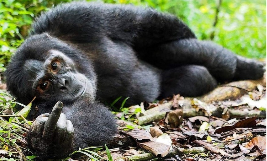 852x515, 210 Kb / обезьяна, шимпанзе, фак