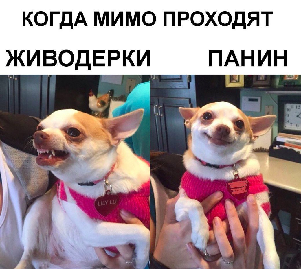 1040x930, 150 Kb / собака, панин, живодерки