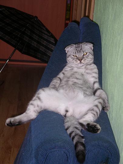 405x539, 38 Kb / кот, диван